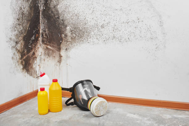 Best Post-Flood Mold Remediation in Columbia, MD