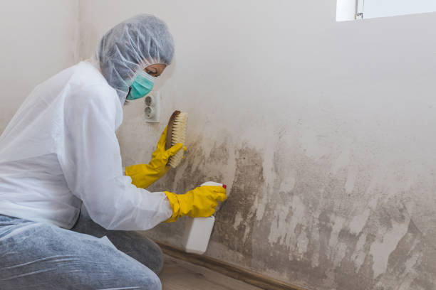 Best Localized Mold Remediation (e.g., coastal areas, humid climates) in Columbia, MD
