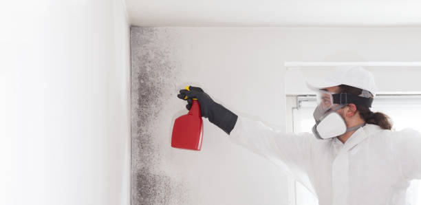 Best Localized Mold Remediation (e.g., coastal areas, humid climates) in Columbia, MD