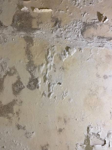 Best HVAC Mold Remediation in Columbia, MD