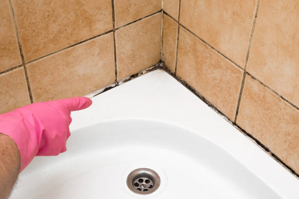 Best Basement Mold Remediation in Columbia, MD